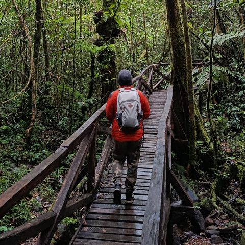 Hialimamy Rasamoelina sur une passerelle en bois, dans une forêt humide