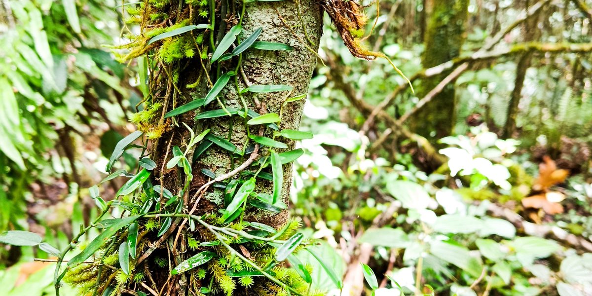 Tronc couvert de mousses et d'épiphytes dans la forêt d'Andasibe