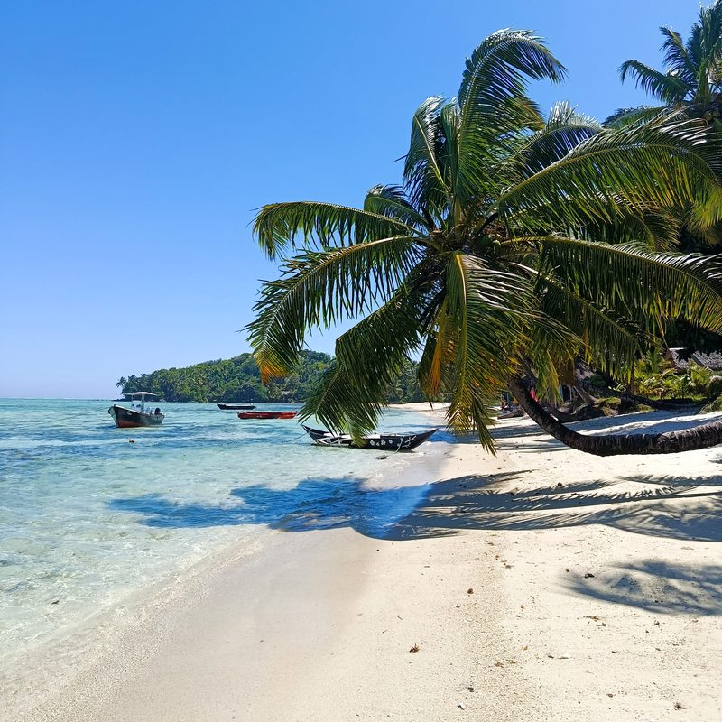 Cocotier penché au-dessus d'une plage de sable blanc à Sainte-Marie