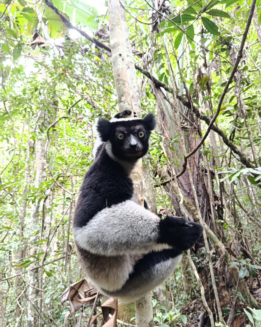 Indri accroché à un tronc dans la forêt d'Andasibe