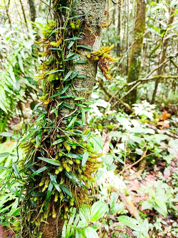 Forêt humide dense d'Andasibe avec végétation tropicale et épiphytes