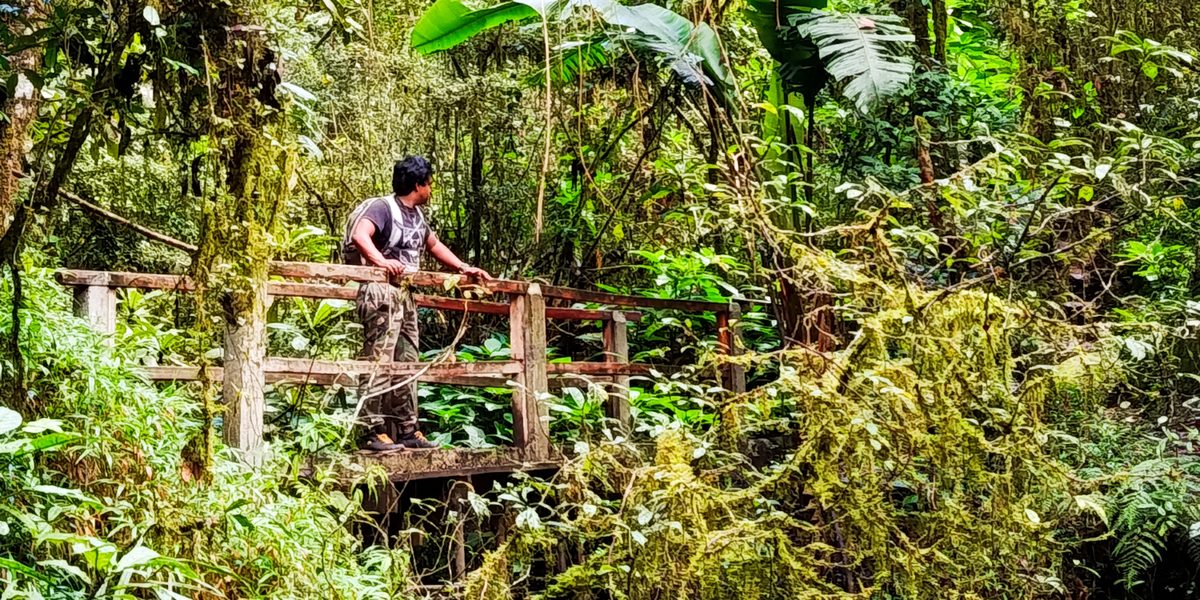 Passerelle en bois au-dessus d'une petite cascade, dans la forêt de Ranomafana